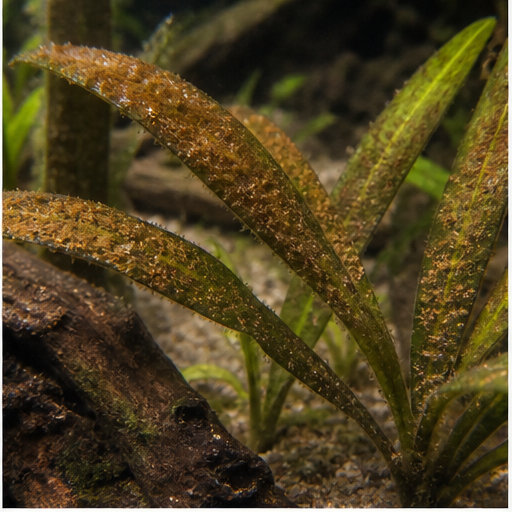 Smeđe alge déposées sur des feuilles d'aquarium