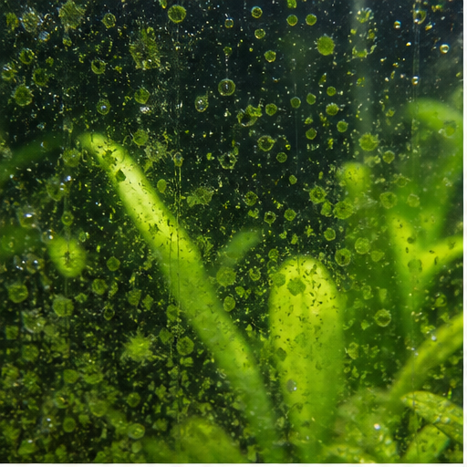 Zelene alge sur une vitre et des feuilles d'aquarium
