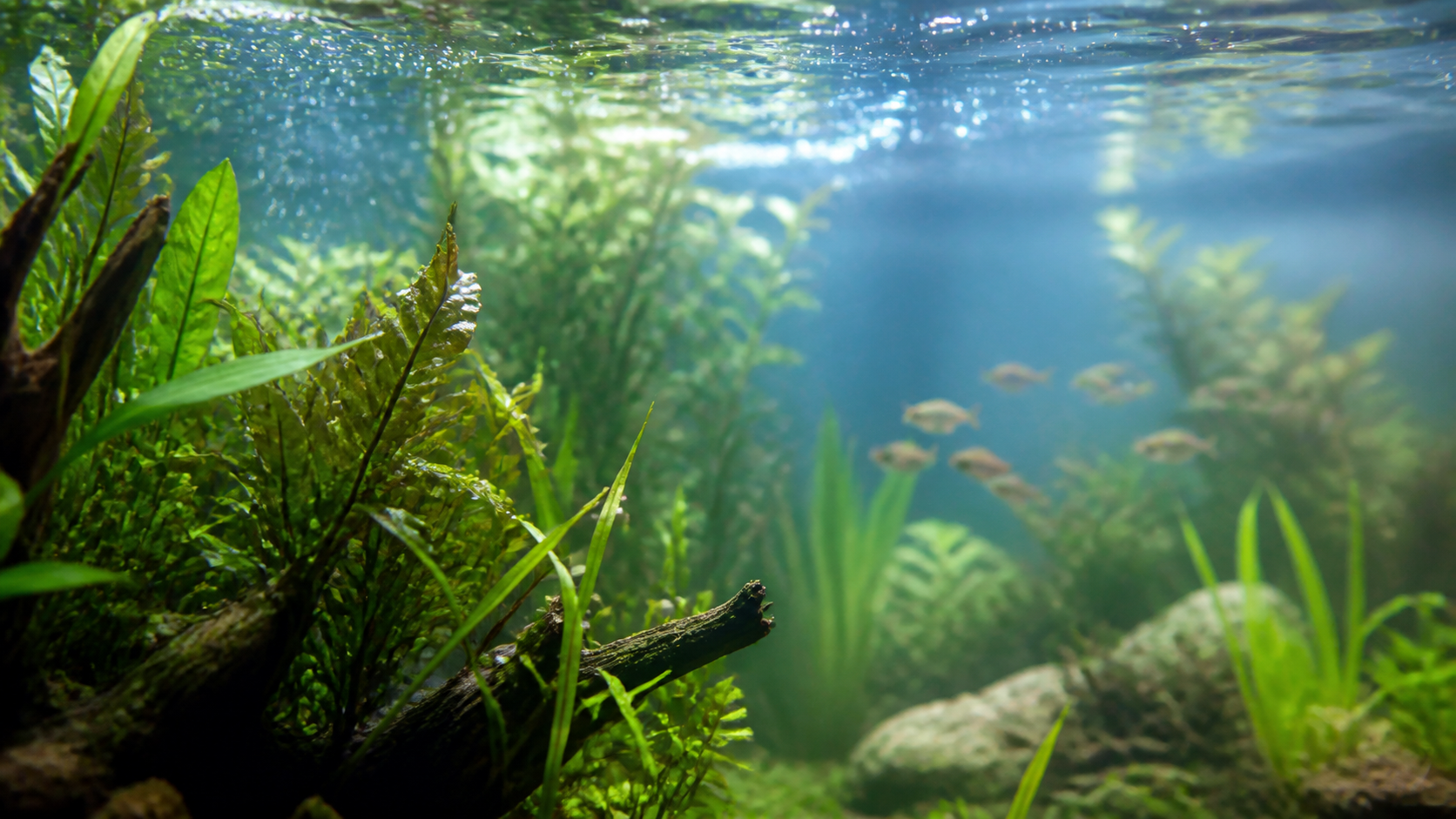 Aquarium marin avec brassage et eau claire