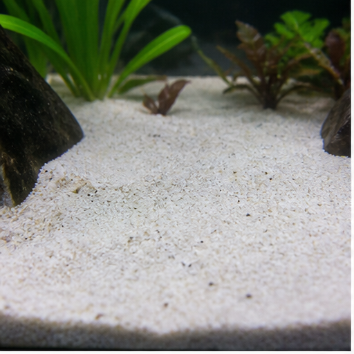 Akvarijumska podloga clair dans un aquarium