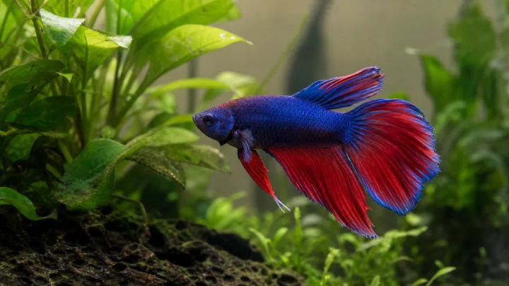 Betta kompatibilnost
