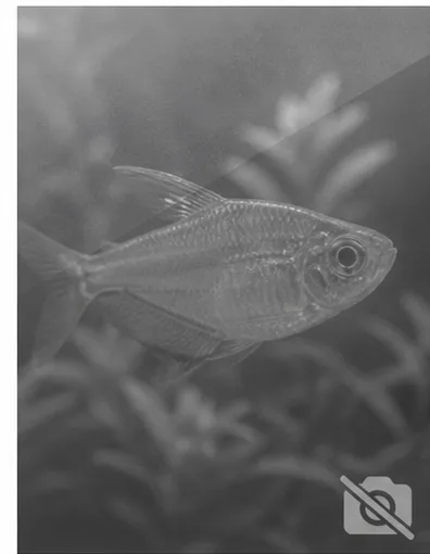 Centropyge acanthops Афрички анђео Африке