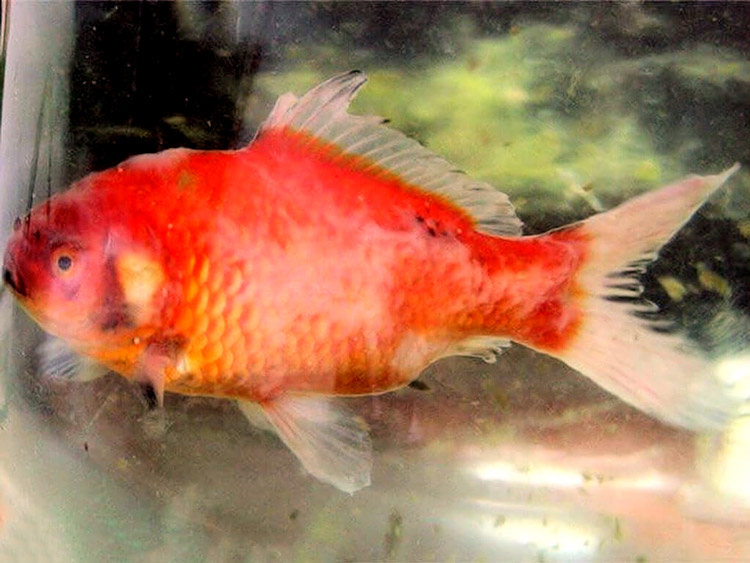 Мукоса квас - Вадед депозит са аспектом плијесни.