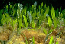Caulerpa prolifera