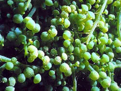 Caulerpa racemosa