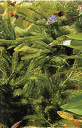 Ceratophyllum demersum