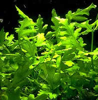 Ceratopteris cornuta