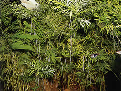 Ceratopteris thalictroides