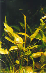 Cryptocoryne siamensis