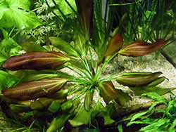 Echinodorus barthii