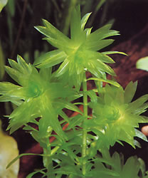 Egeria densa