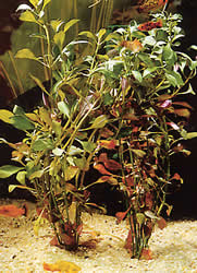 Ludwigia arcuata