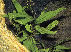 Microsorium pteropus