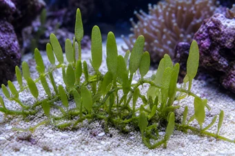 Caulerpa prolifera