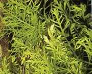 Hygrophila difformis 