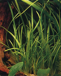 Sagittaria subulata