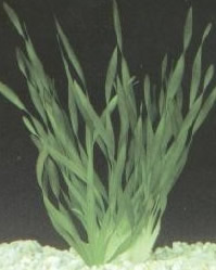 Vallisneria contortionist