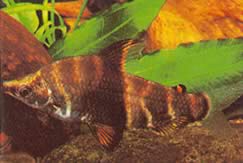 Abramites solarii (Абрамит орнат)