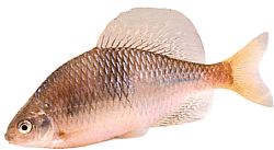 Acanthorhodeus atranalis Јапан Боувиере