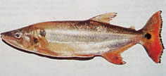Acestrorhynchus altus (Црвено-репонован тетра-цхиен, зување)