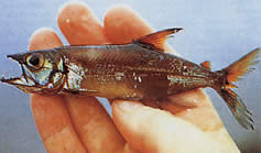 Acestrorhynchus microlepis
