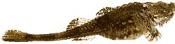 Agonus cataphractus Морски миш