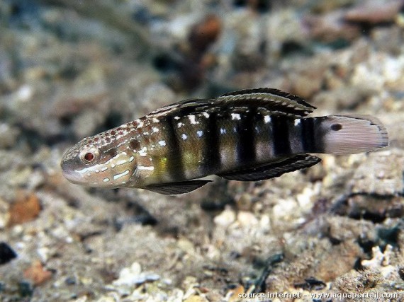 Amblygobius Phalaena Ренслед Гобие