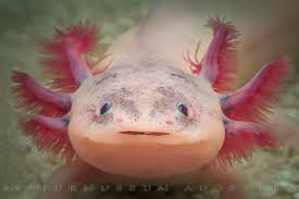 Ambystoma mexicanum АКСОЛОТЛ