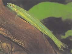 Ammocryptocharax elegans
