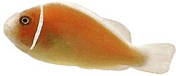 Amphiprion perideraion