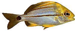 Anisotremus virginicus Свињетина