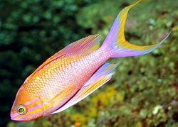 Anthias anthias (Бријач)