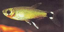 Aphyocharax paraguayensis (Вхите Оцел Тетра, Сун Тетра)