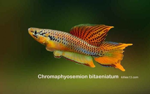 Aphyosemion bitaeniatum (Апхиосемион Битаениатум)