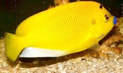Apolemichthys trimaculatus Тритацхери риба