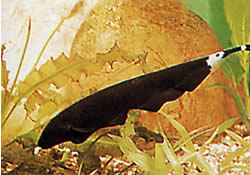 Apteronotus albifrons (АМЕРИЧКИ ЈУБЕ РИБЕ - такође звани Блацк ПХА)