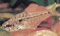 Asiphonichthys condei (Стаклена тетра са малим скалама)