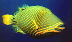 Balistapus undulatus