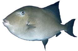 Balistes carolinensis (Свињетина)