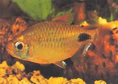 Bathyaethiops caudomaculatus (Афрички тетра-моон)