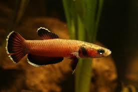 Betta channoides 
