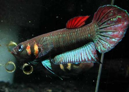 Betta foerschi  (Бетта Цхамелеон)