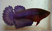 Betta splendens halfsun