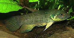 Betta trifasciata (Борац)