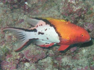 Bodianus anthioides (Бодијанус)