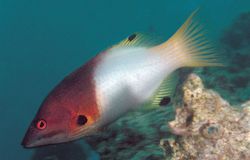 Bodianus axillaris (Тамаринд)