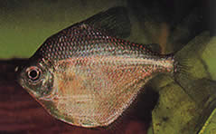 Brachychalcinus orbicularis (Цхарацин диск)