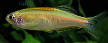 Brachydanio choprae (Данио Цхопраи)