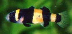 Brachygobius xanthozona (Боурдон Риба)