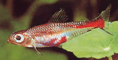 Brittanichthys myersi (Миерс Блоод Тетра)